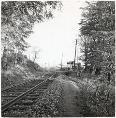 Marsvinsholms Skog 001.jpg